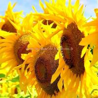 Tournesol geant