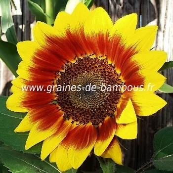 Tournesol graines semences