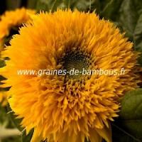 Tournesol teddy bear graines semences