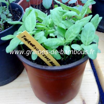 Tournesol teddy bear graines semences