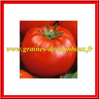 www-graines-de-bambous-fr-tomate-tomato-seeds-samen-semillas-solanum-esculentum.jpg