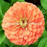 Zinnia saumon graines semences